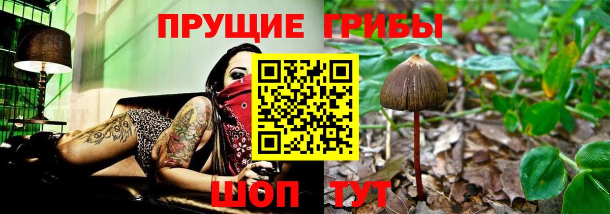 Галлюциногенные грибы Psilocybine cubensis Новоалтайск
